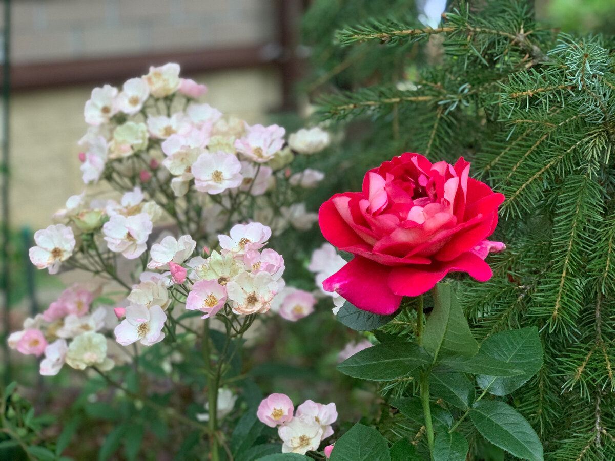 Розы.Фото в саду автора.