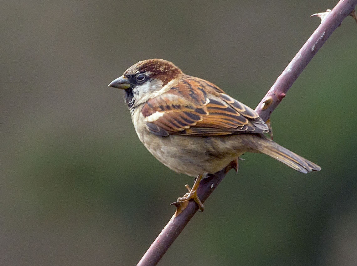 Из воробьиных 6. Воробей домовый passer domesticus. Домовый Воробей (лат. Passer domesticus). Домовой Воробей птица. Passer domesticus (l.) - домовый Воробей.