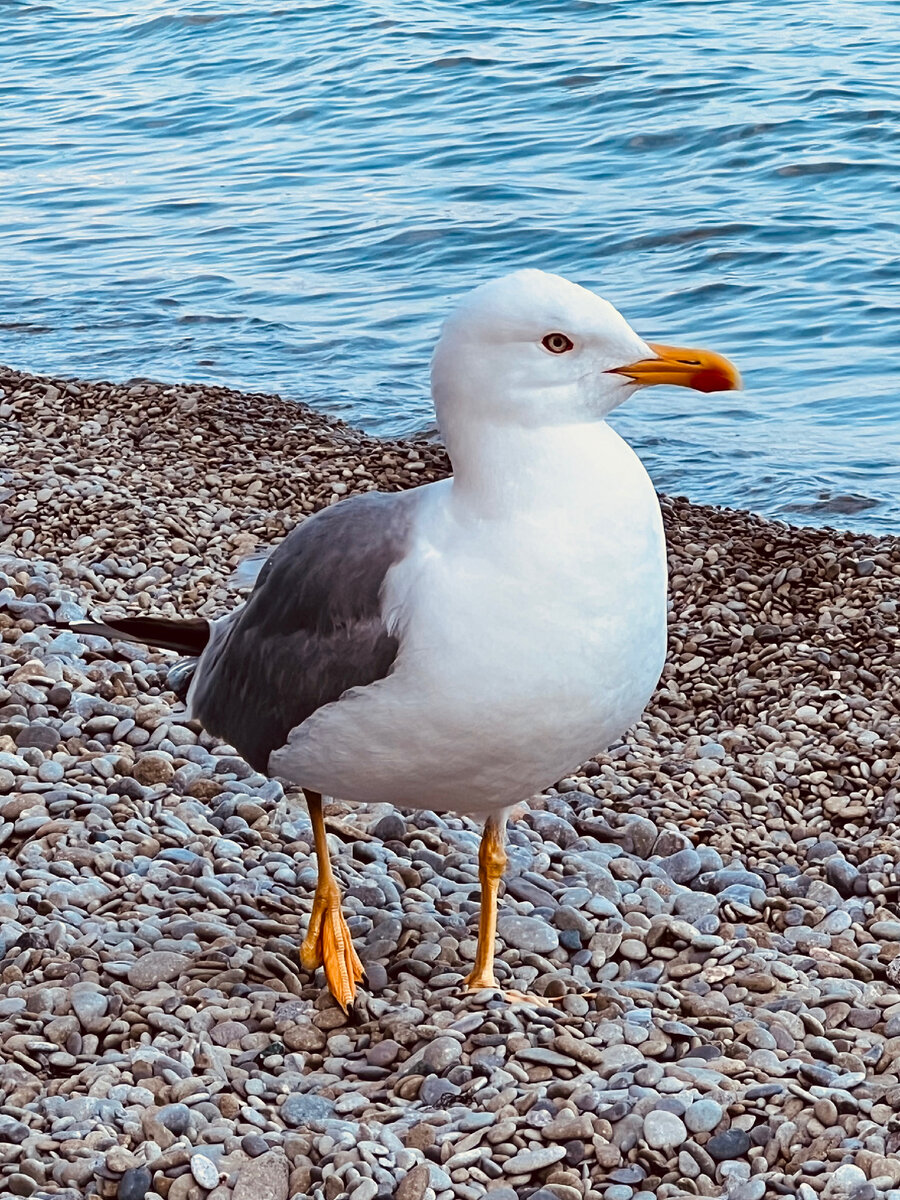 Наглая чайка.
