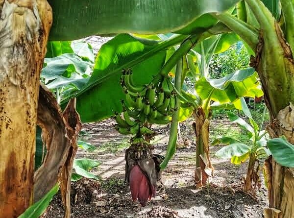 Увидели бананы, об этом месте ниже