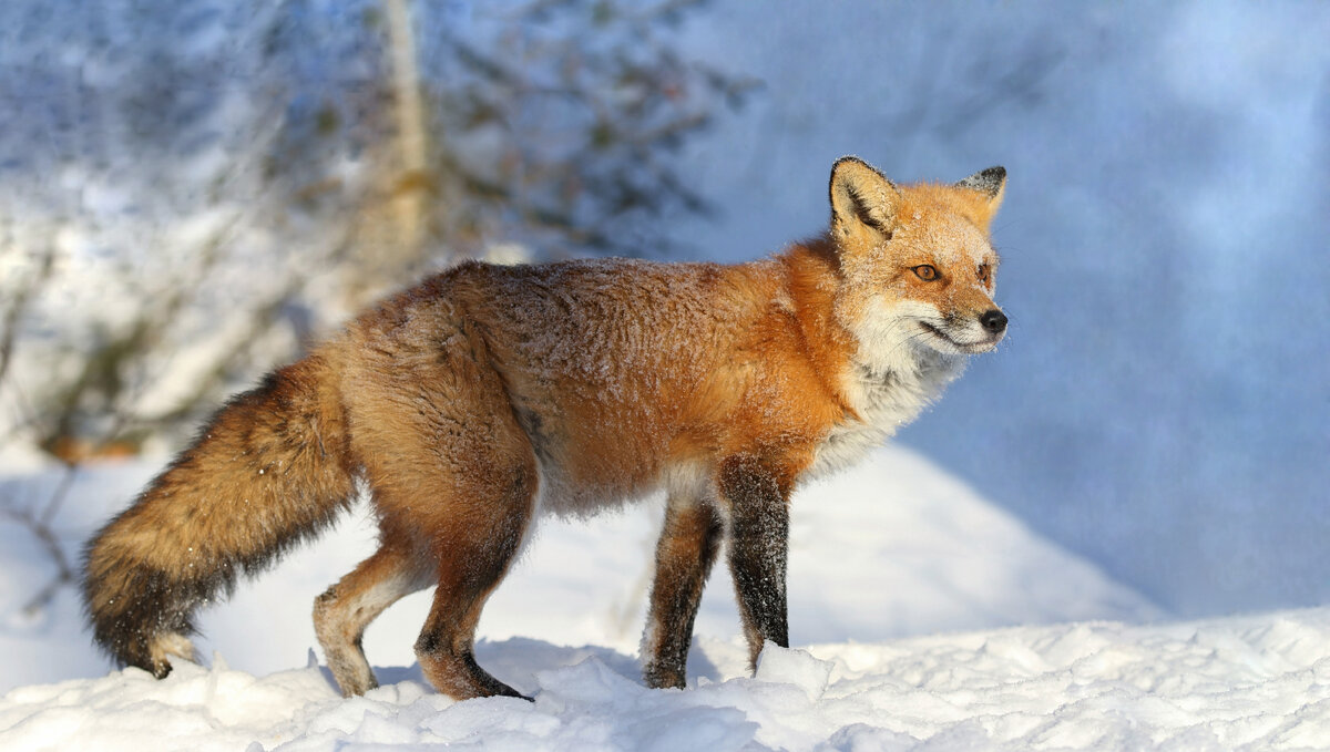 Fox на русском языке