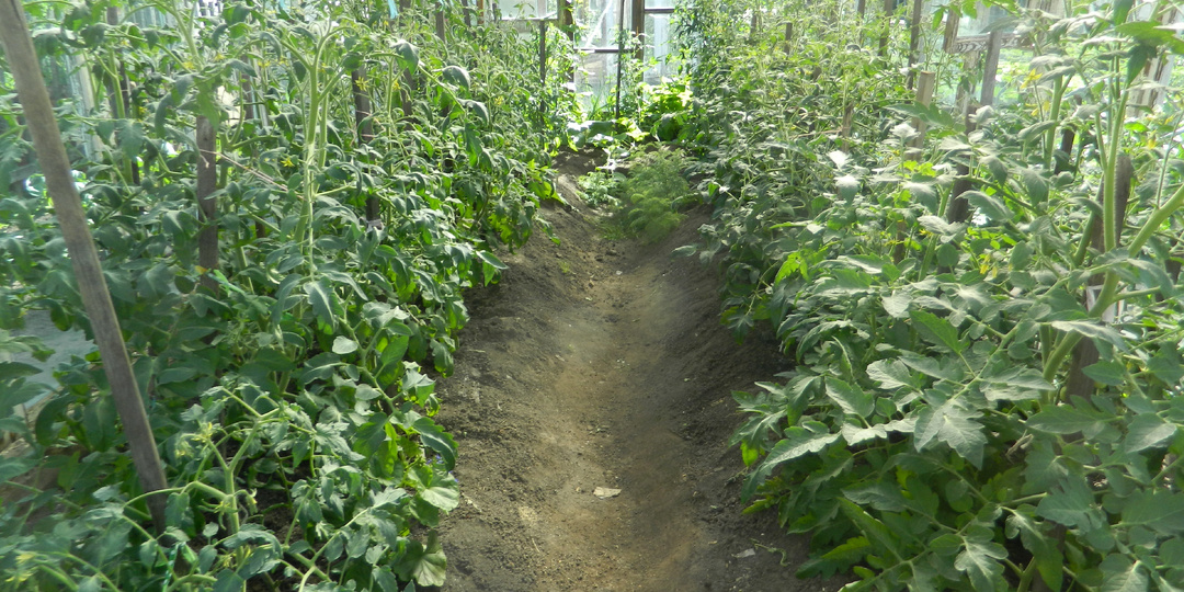 Как получить максимальный результат при выращивании индетерминантных томатов