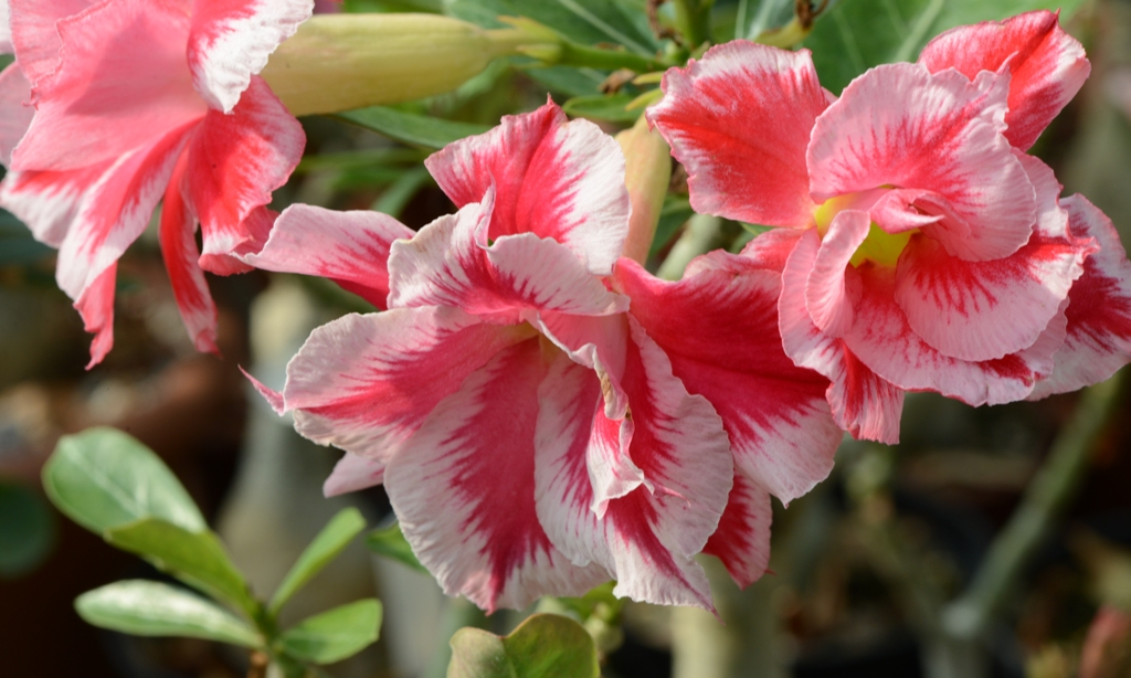 Адениум. Адениум (Adenium). Адениум Тайланд.