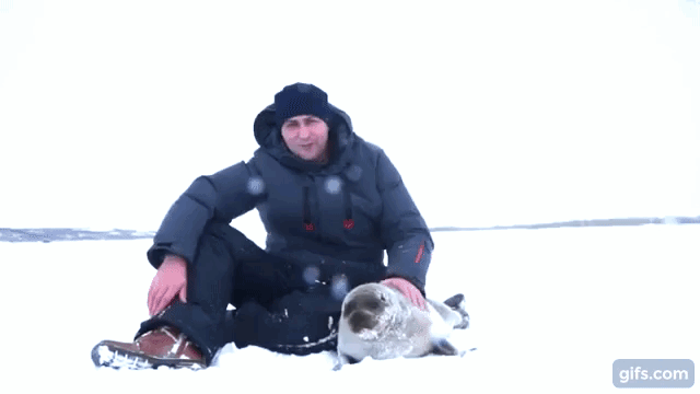 Журналист Михаил Шершнёв гладит нерпу