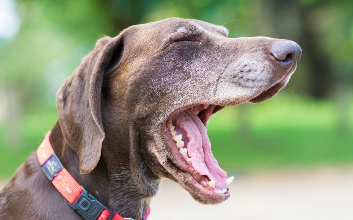 источник фото: https://mirfauni.cdnbro.com/posts/1863553-zevaiushchaia-sobaka-24.jpg