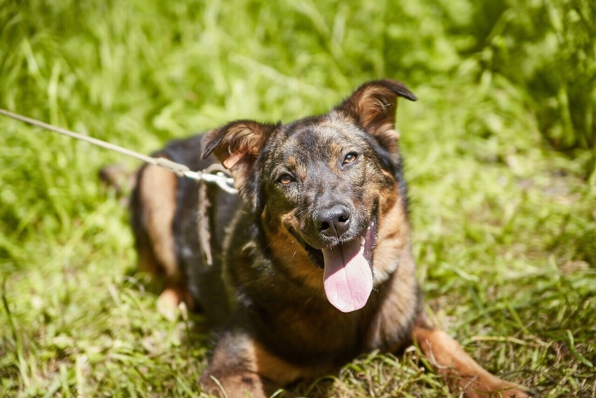 Кот и пёс приют для бездомных животных казань. Где находится собачий приют. Ковчег приют для животных калининград. Питомник для бездомных собак. Приют для бездомных животных в москве.
