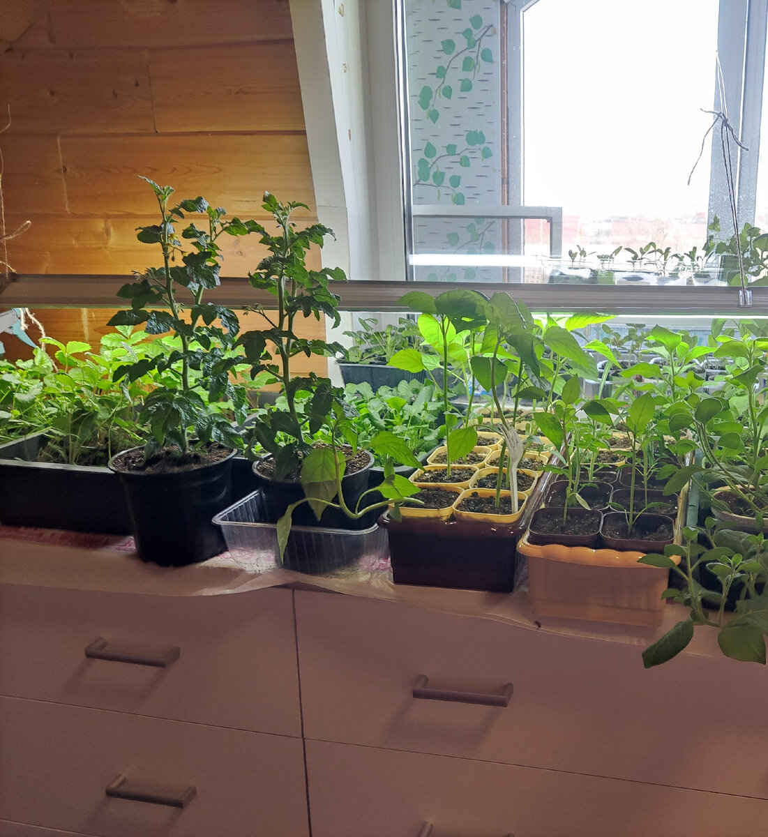 Два куста слева. 