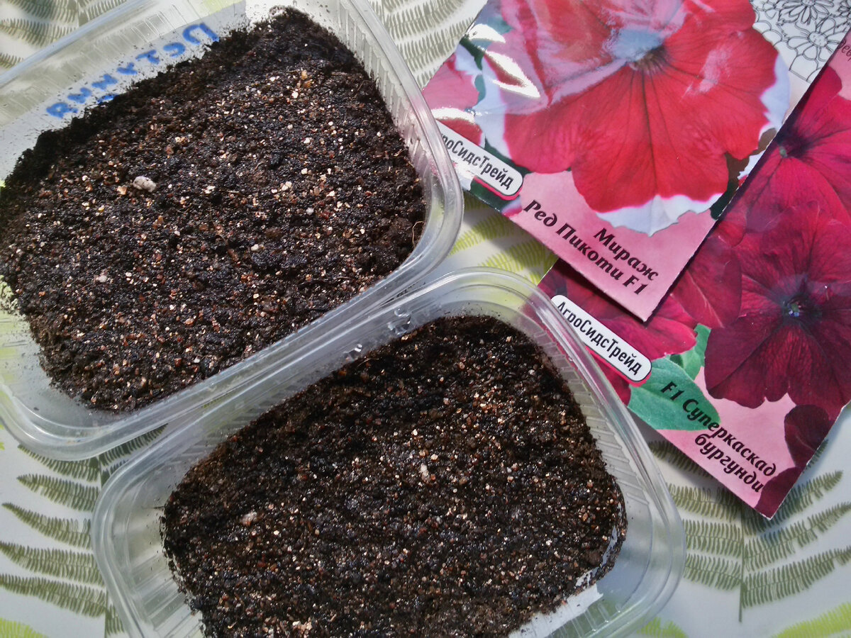 петуния альба рассада. всходы ампельной петунии. пикировка ампельной петунии. петуния рассада. петуния всходы понедельно.