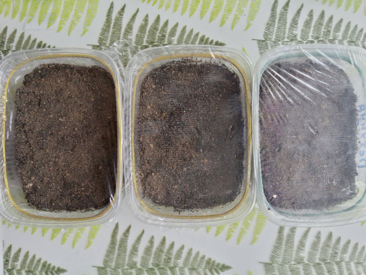 петуния в ноябре. посадка петунии на рассаду в 2024 году. посев петунии семенами на рассаду. посадка петунии на рассаду в 2024 году. рассада петунии на рынке.