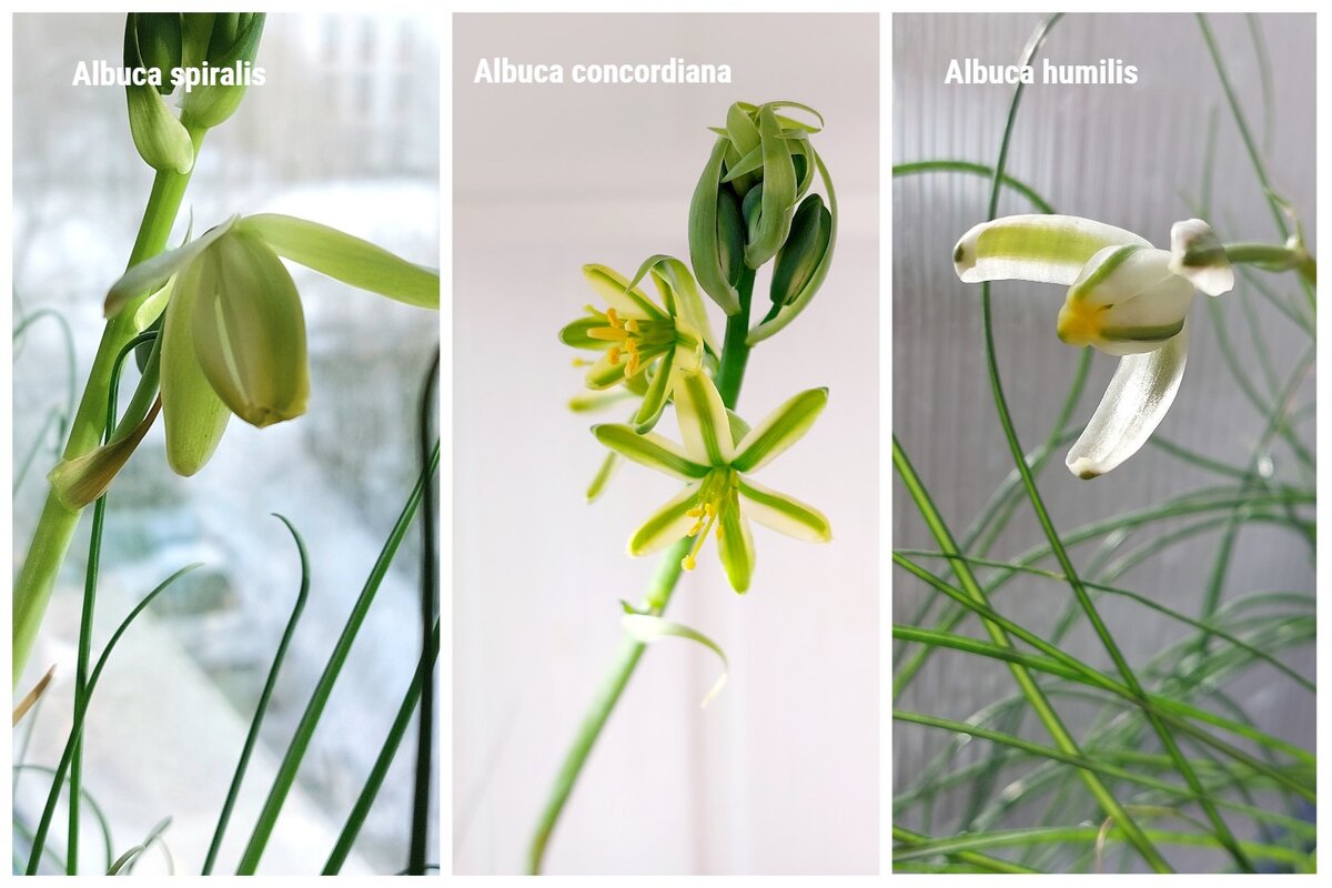 Как цветут разные виды альбуки. Albuca spiralis, Albuca humilis, Albuca concordiana 
