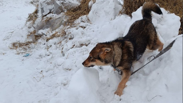 Зимой нет необходимости мыть собаку так же часто, как в другое время года.