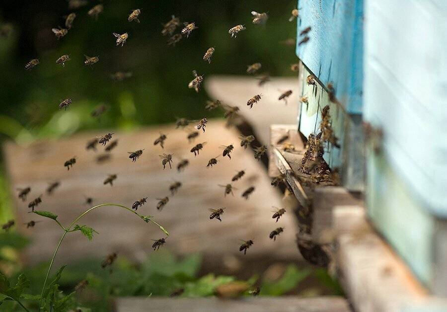 Сильное жужжание. Облет пчел. Весенний облет пчел. Дождь и пчелы.