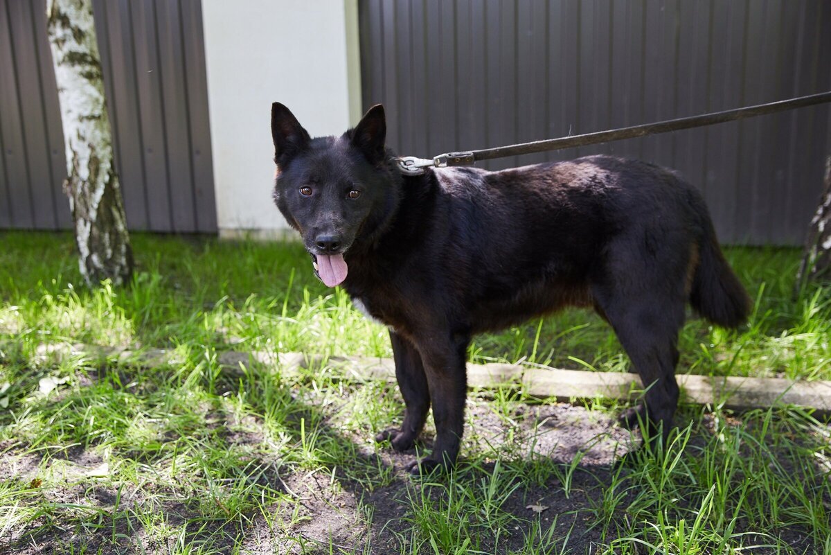 Австрийская немецкая овчарка. Ротвейлер бьюдель. Покажи самую хорошую собаку. Самые добрые собаки. Популярные породы собак.