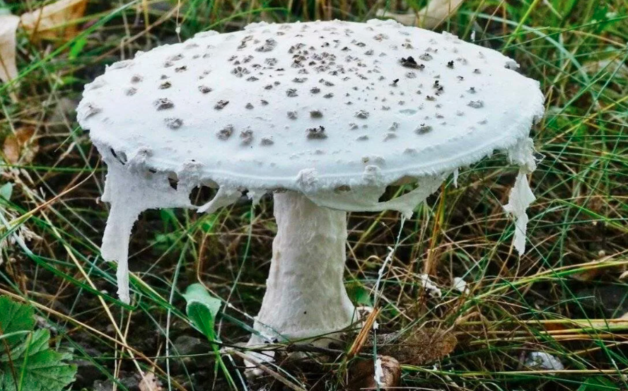 Мухомор Вонючий