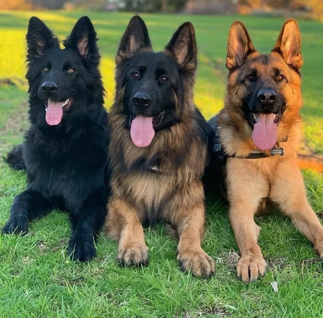 Малинуа фильм макс. Собака подрывник в годы вов. Какую породу собак использовали в качестве подрывников. Немецкая овчарка 1945. Противотанковые собаки.