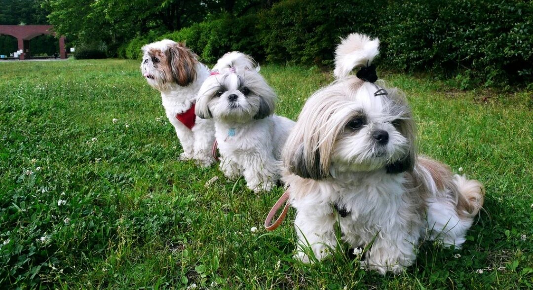 порода служебных собак 7. порода служебных собак 7. порода служебных собак 7. служебные собаки разных пород. служебные породы собак с фотографиями.