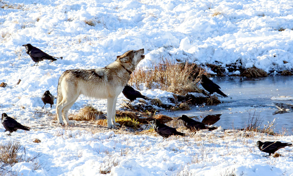 Те, кого не приручили, отвечают за себя сами. Фото: www.factroom.ru