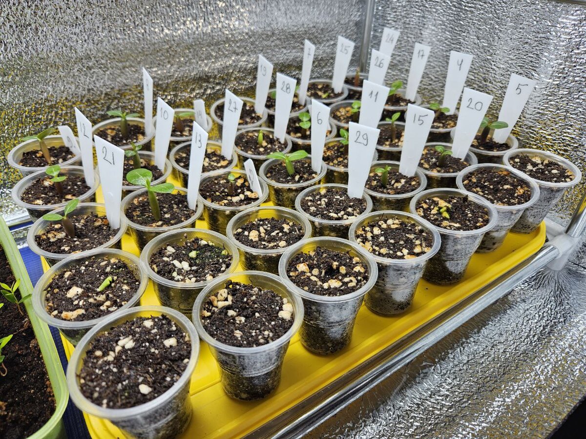 Сеянцы Адениума через 10 дней после посева