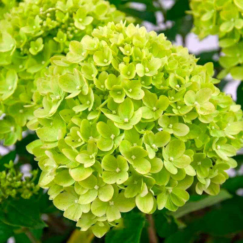 Пандора, серия Пан