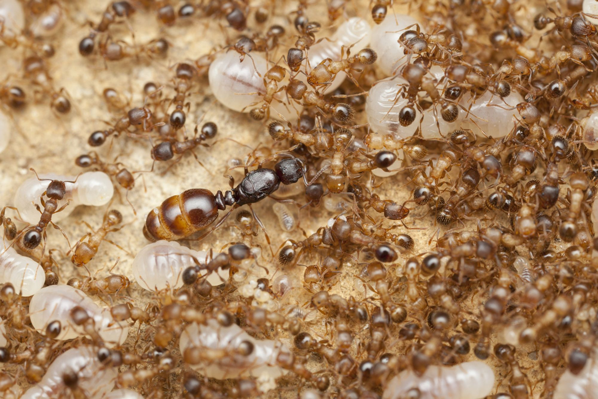 Куча муравьев. Лесной Муравейник муравьев внутри. Королева муравьев в муравейнике. Аргентинский муравей суперколонии. Много муравьев.