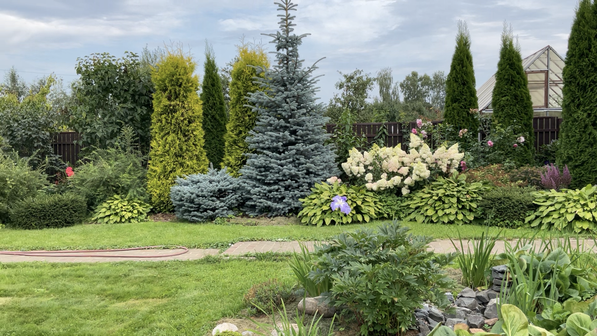 11.08.23 миксбордер с хвойной композицией и кустарниками. ( справа от голубой ели гортензия Ванилла Фрейз)