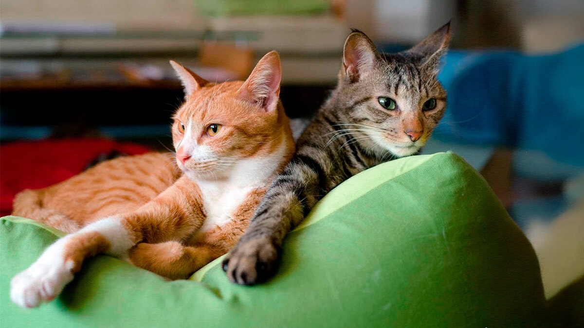 источник фото: www.thesprucepets.com