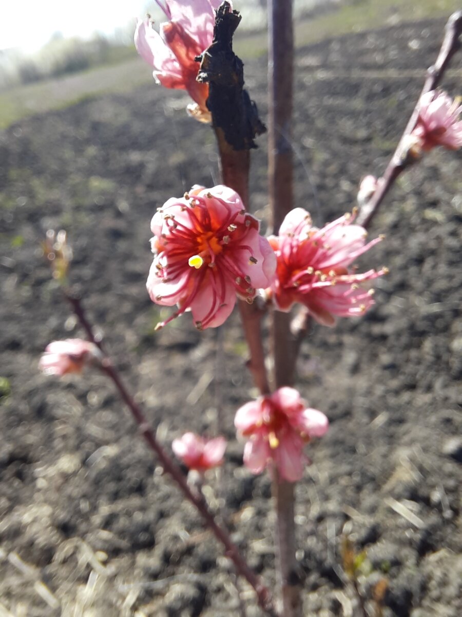 Прошлогодний цветущий персик