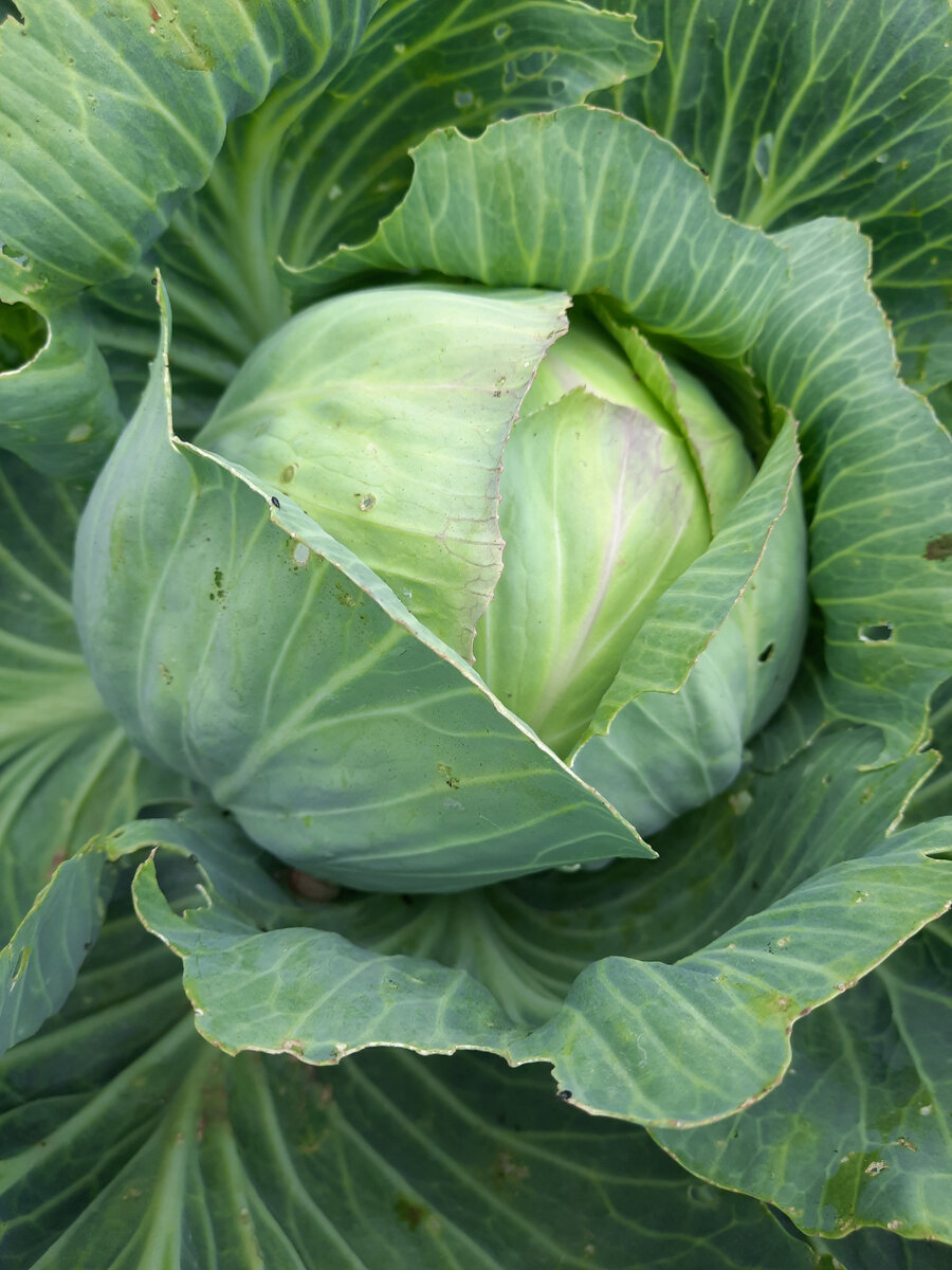 Нашествие улиток 2023. Начало