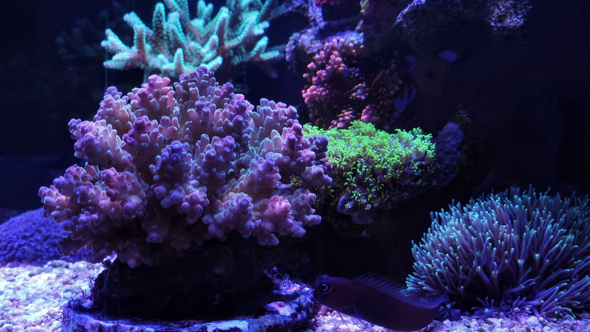 Акропора в морском аквариуме