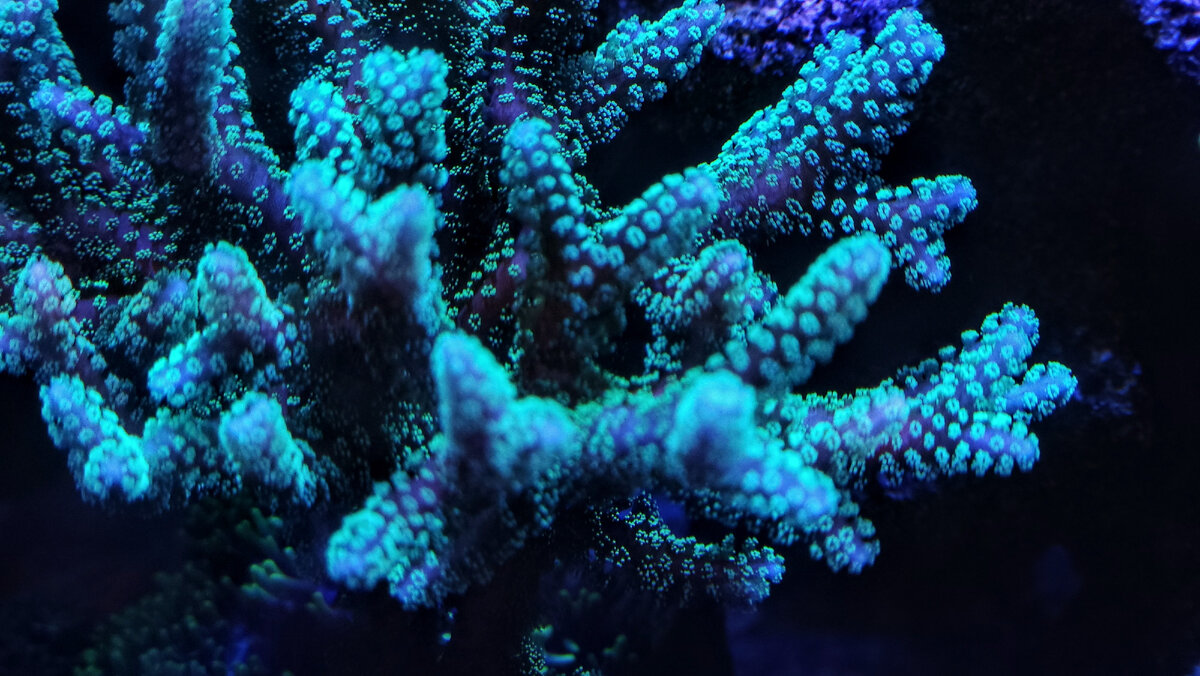 Календрум. SPS коралл