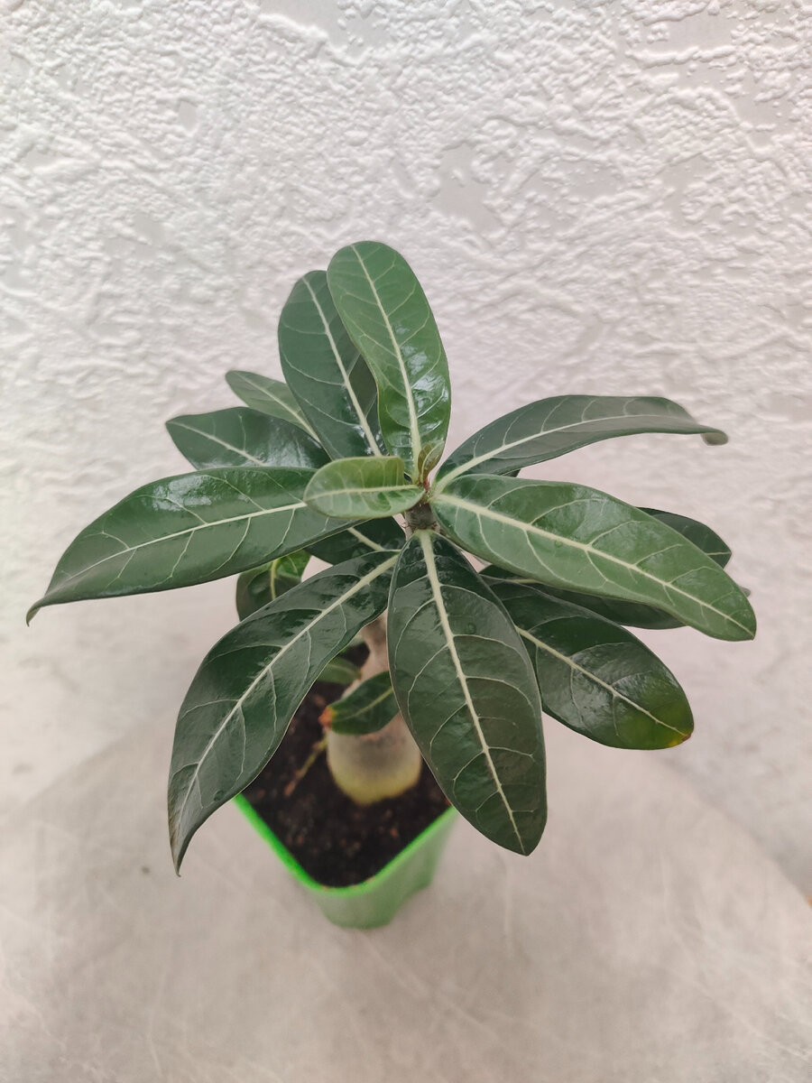 Маша и медведь алиса. Голди мишка голди и мишка. Включи какие нибудь добрые. Мультик гадкий я 1. Голди и мишка мультсериал.