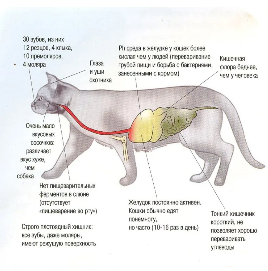 Проблемы пищеварительной системы у кошек. Разберём причины, симптомы,  лечение и профилактику. | И снова кото родители | Дзен