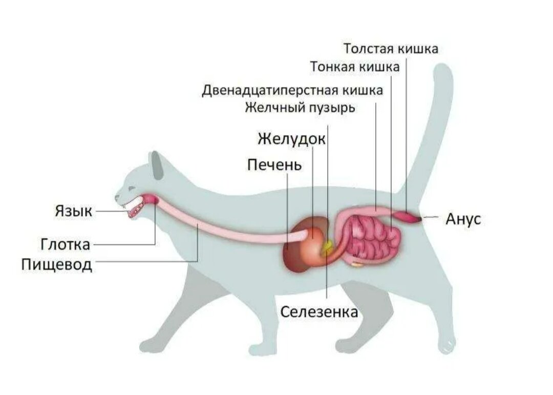 Можно коту печень. Строение пищеварительной системы кошки схема. Строение пищеварительной системы кота. Пищеварительная система кошки схема анатомия. Кишечник кошки анатомия.