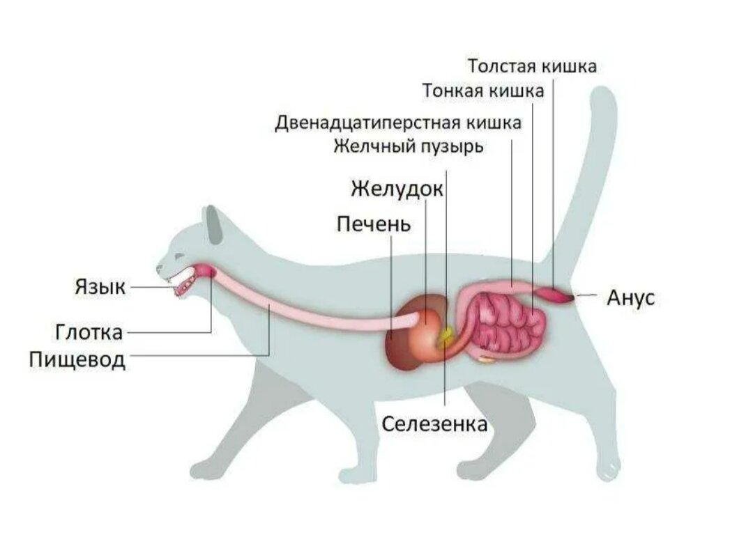 Надпочечники кошек