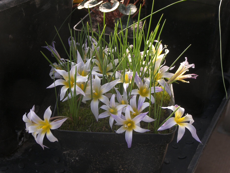Romulea bulbocodium Ромулея брандушковая (Karlik Mt., Nur Dagh, SE Turkey)
