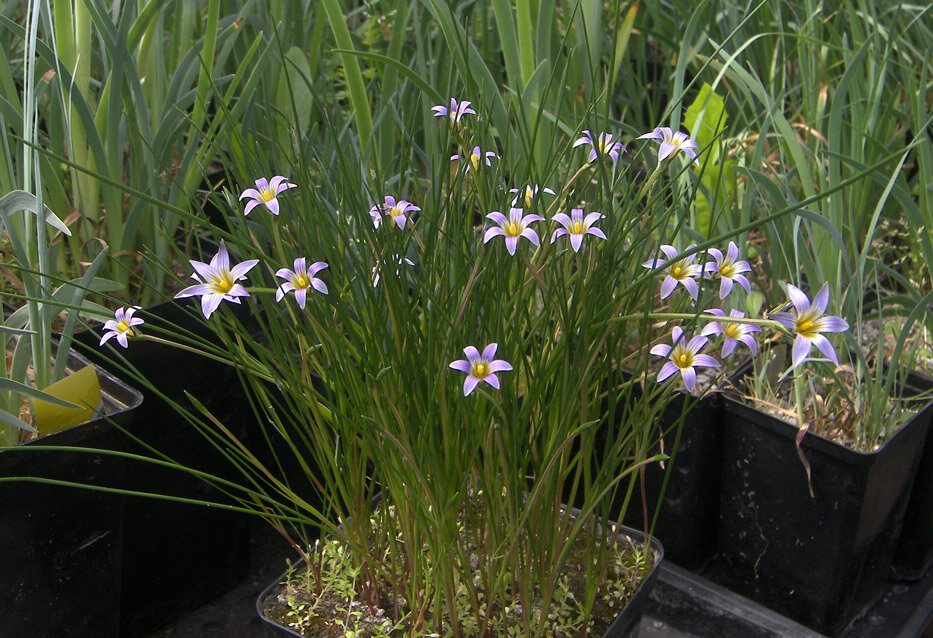 Romulea ramiflora Ромулея ветвецветковая