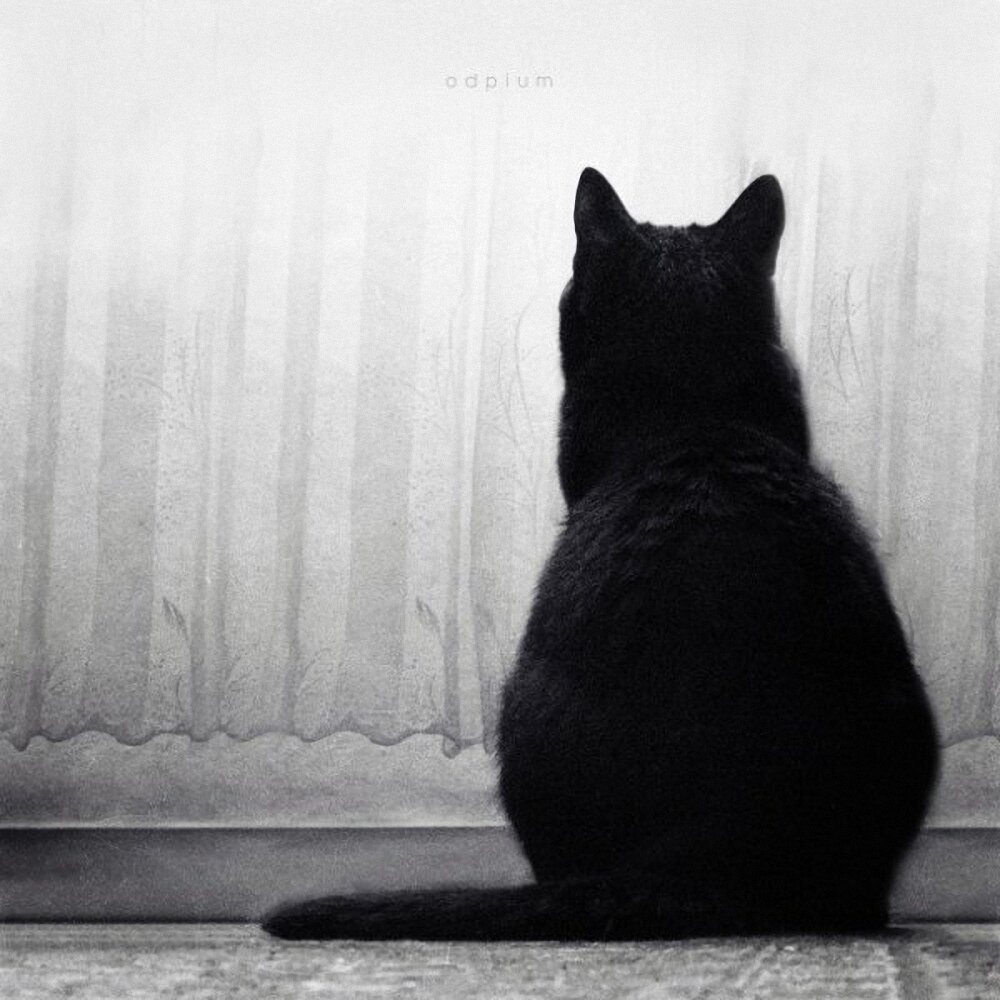 Фото из Интернета.