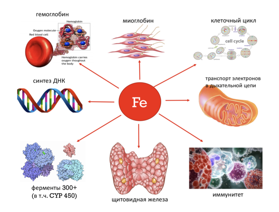 Железо в организме человека его роль