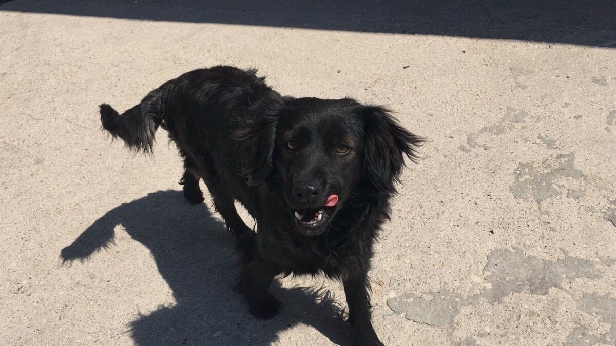 Симонова ольга георгиевна художник георгиевна. Книга воскобойникова девочка,мальчик собака. Девочки рассказы про собак. Девочка, мальчик, собака книга. Стих про собаку для детей.