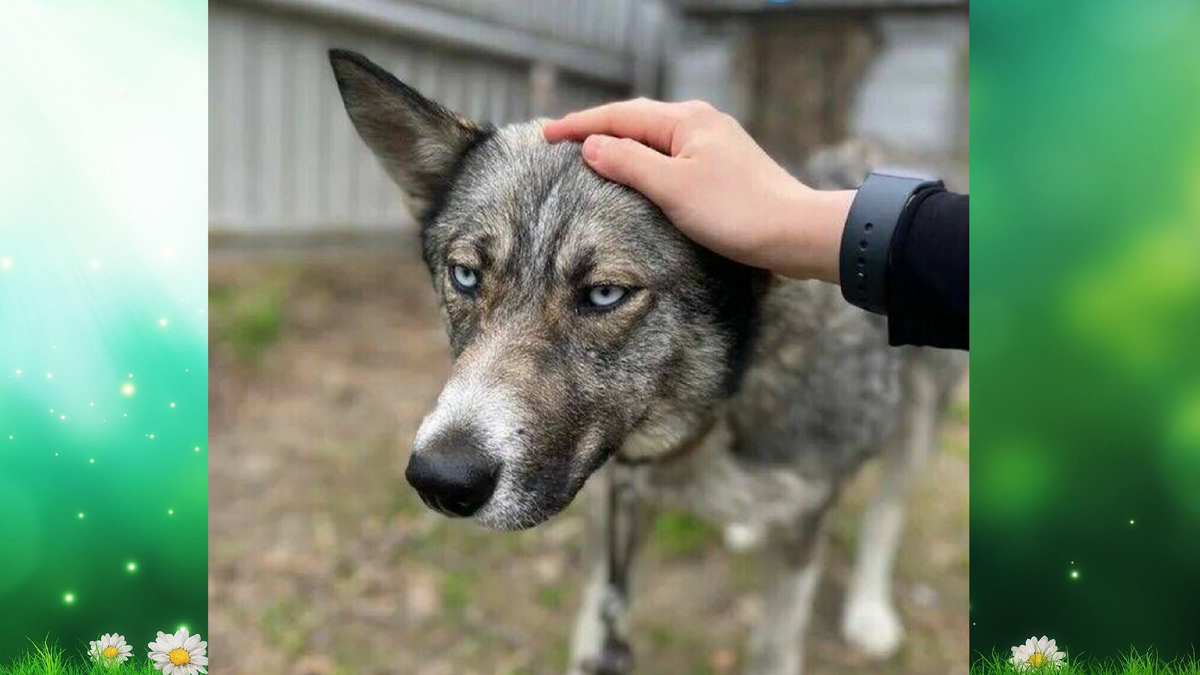 дети и животные в живописи. оксана малая маугли. девочка с собакой. девочка собака рассказы. фотосессия ребенка с собакой.