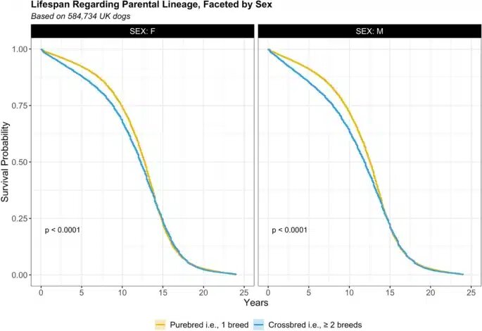    Кривые выживания чистокровных (желтые линии) и смешанных (голубые линии) пород, разделенные по полу (слева — самки, справа — самцы) / © Scientific Reports