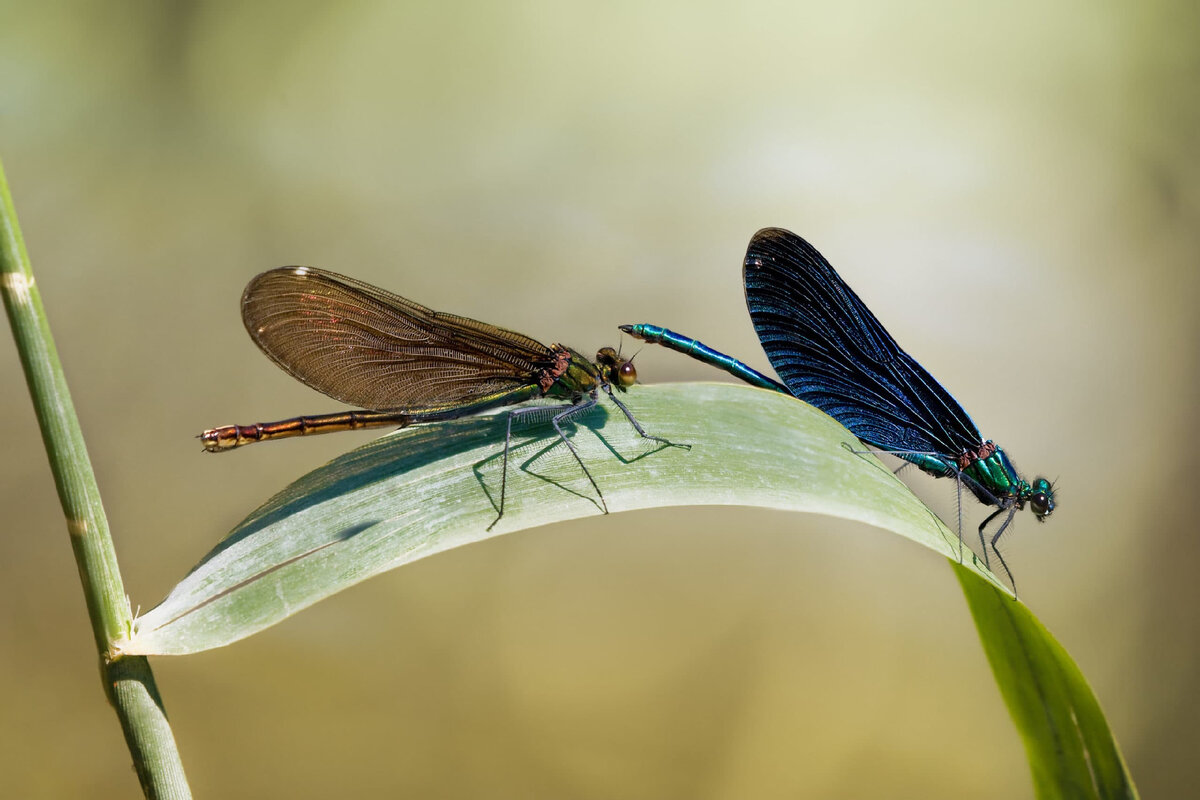 Взято из открытых источников