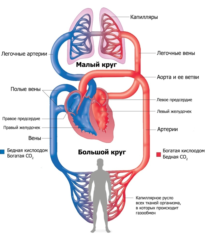 Схема большого и малого кругов кровообращения
