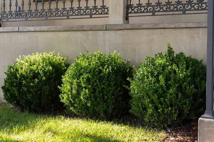Фото живой изгороди из самшита