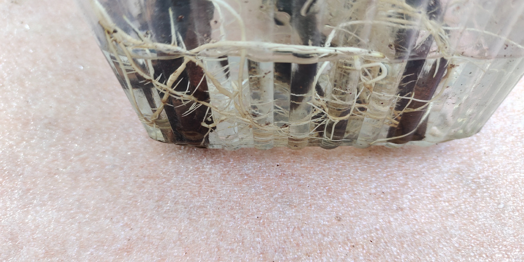 Проращивание черенков винограда. Узнай о самом важном прямо сейчас