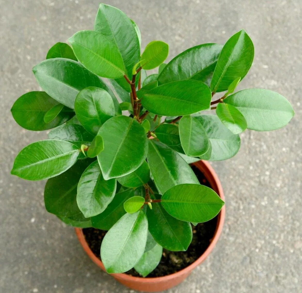 Фикус сорта и названия с фото Ficus species used in this study. ( A ) A leaf of F. altissima . ( B )... Downlo