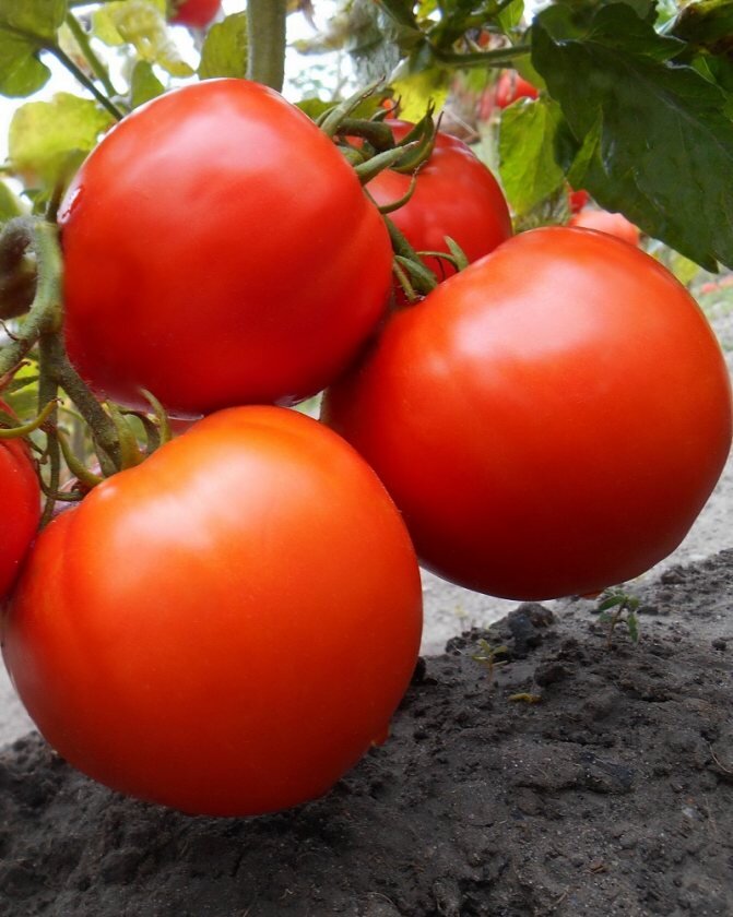 помидор (томат) культурный. анабель помидор. высокорослые помидоры тепличные молдовы. томат черри краски. помидоры f1.