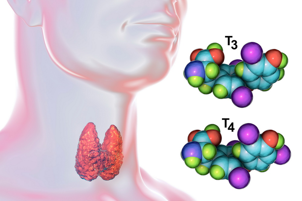 Гормоны щитовидной железы тироксин и трийодтиронин. Т3 гормон щитовидной железы. Т3 и т4 гормоны щитовидной железы. Щитовидная железа т3 т4.