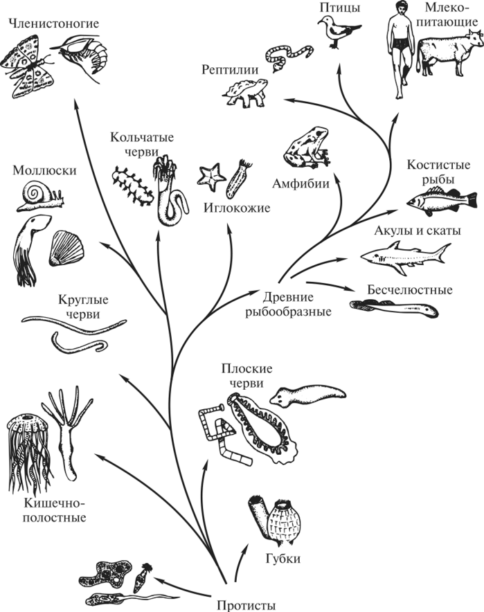 Филогенетическое Древо животных. Филогенетическое дерево беспозвоночных. Последовательность появления групп организмов