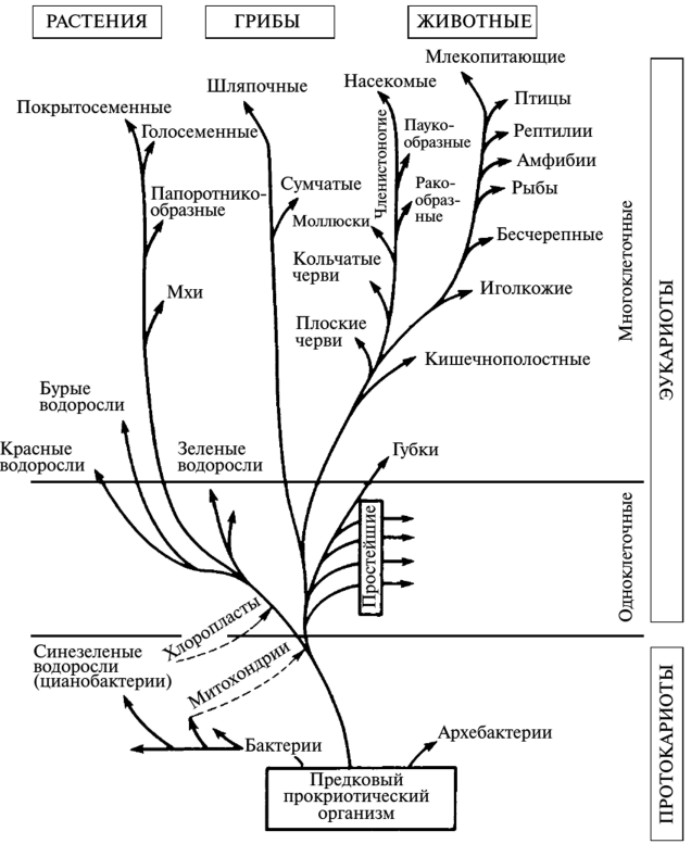 Эволюционное Древо жизни биология. Схема эволюции организмов. Филогенетическое Древо растений. Этапы эволюции многоклеточных